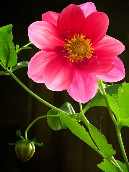 Kelopak merah bunga — Stok Foto