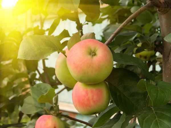 Äpfel auf einem Baum — Stockfoto