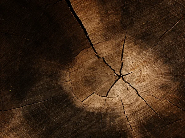 Cut of a tree an oak — Stock Photo, Image