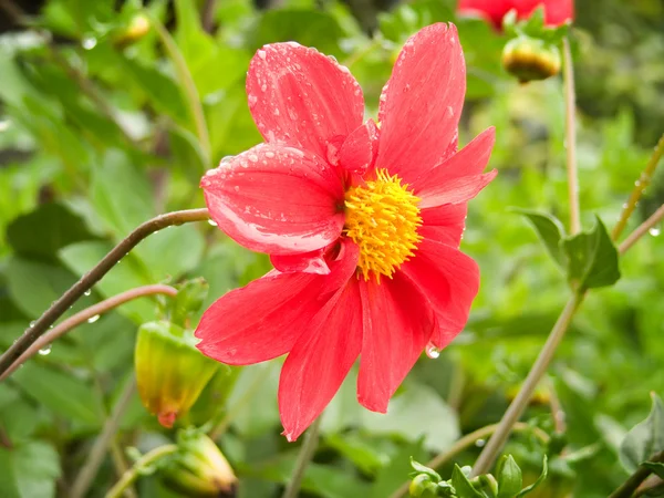 Blume in einem Garten — Stockfoto