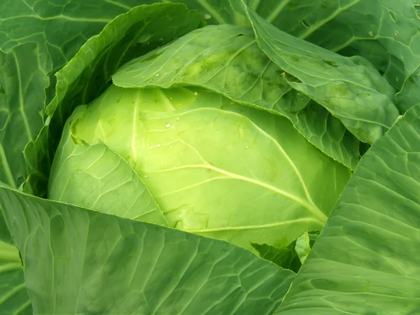 Zöldség káposzta — Stock Fotó