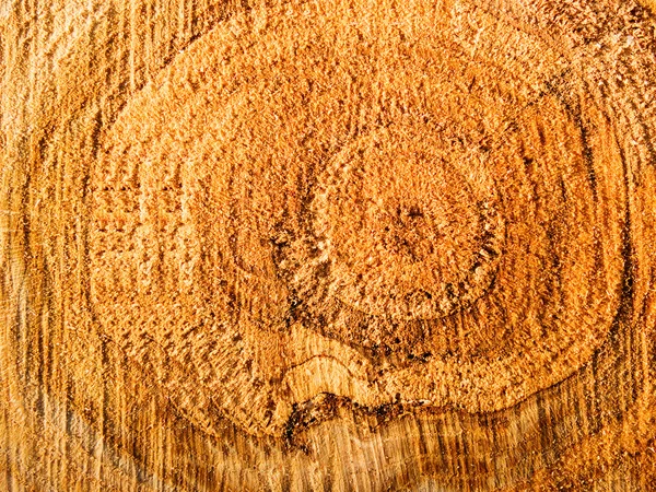 Срез дерева крупным планом — стоковое фото