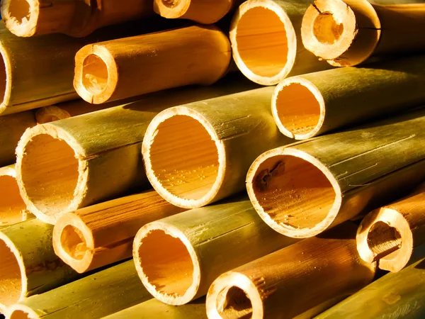O talo de uma fábrica um bambu — Fotografia de Stock