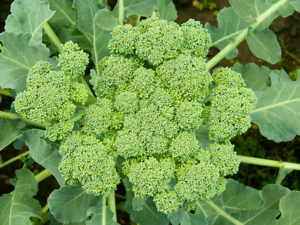 stock image Vegetables cabbage