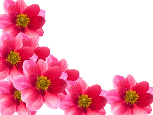 Fiori con petali rossi — Foto Stock
