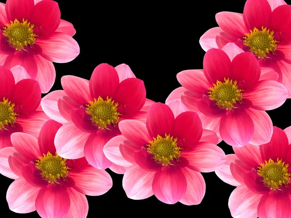 लाल आणि गुलाबी फुलांसह फुले — स्टॉक फोटो, इमेज