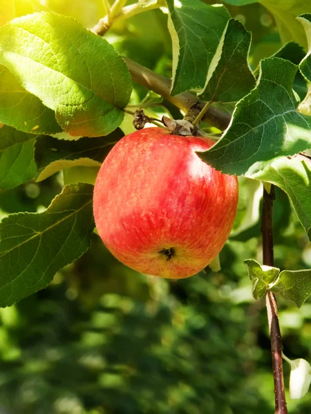 Appel op een boom — Stockfoto