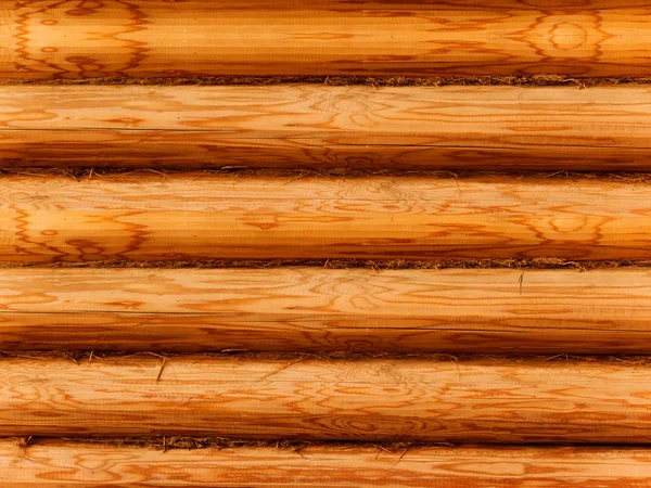 Fa fenyő — Stock Fotó