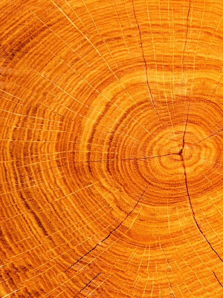 Cut of a tree an oak — Stock Photo, Image