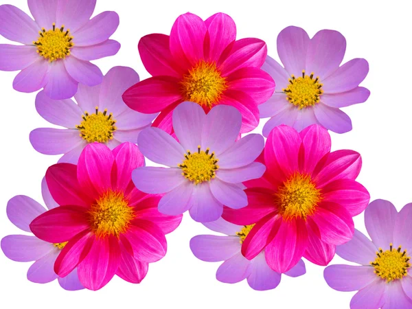 Çiçekler kırmızı mavi camomiles dekoratif — Stok fotoğraf