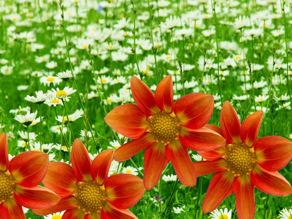 Kamomill blommor trädgård dekorativa — Stockfoto