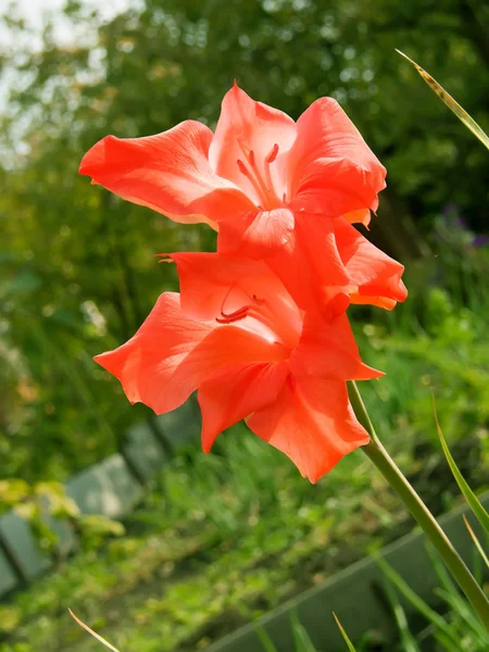Blomma en gladiolus i en trädgård — Stockfoto