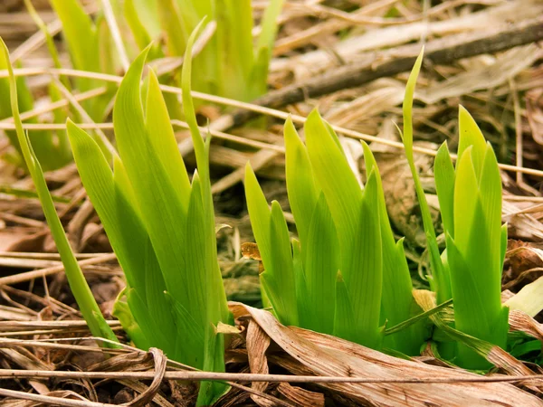 stock image Gladiolus leaves