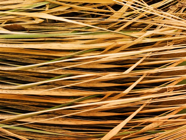 Grass dry last year — Stock Photo, Image