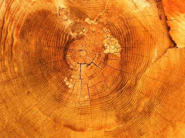 Nodi su un taglio di un albero una quercia — Foto Stock