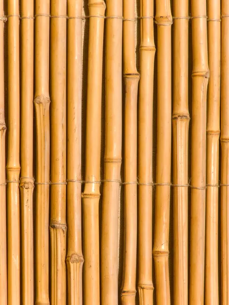 Troncos de árbol de bambú — Foto de Stock