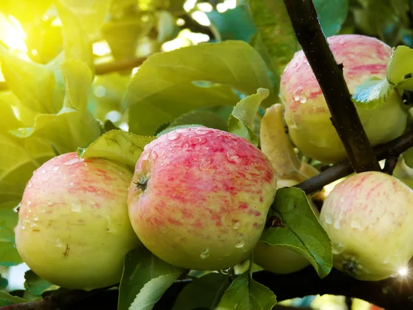 Apples tree — Stock Photo, Image