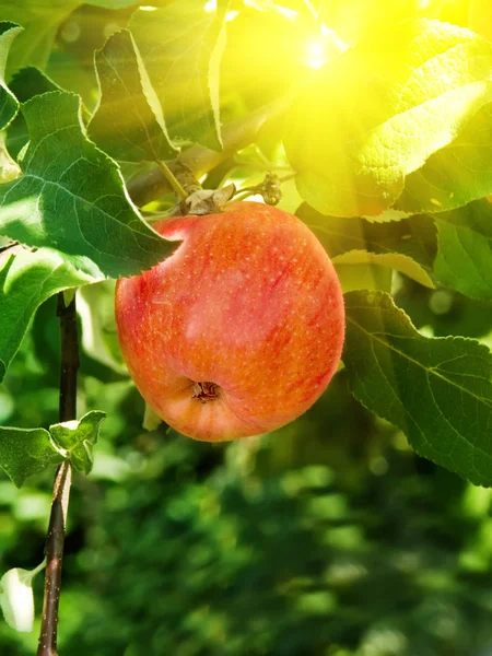 Branch appelboom — Stockfoto