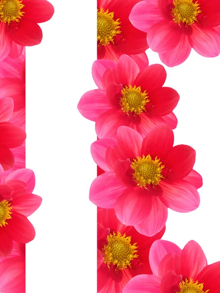 stock image Flowers red petals