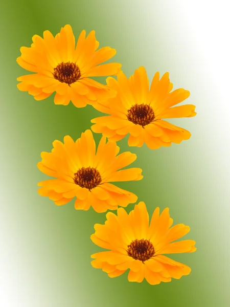 Kamomill blommor — Stockfoto