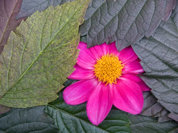 Flower in a garden — Stock Photo, Image
