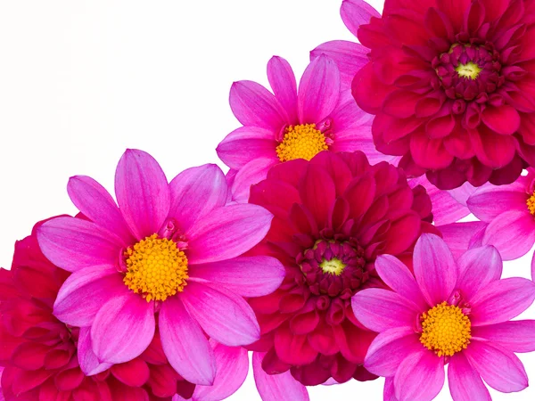Dekoratív virág — Stock Fotó