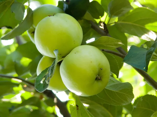 Maçãs de fruto em uma árvore — Fotografia de Stock