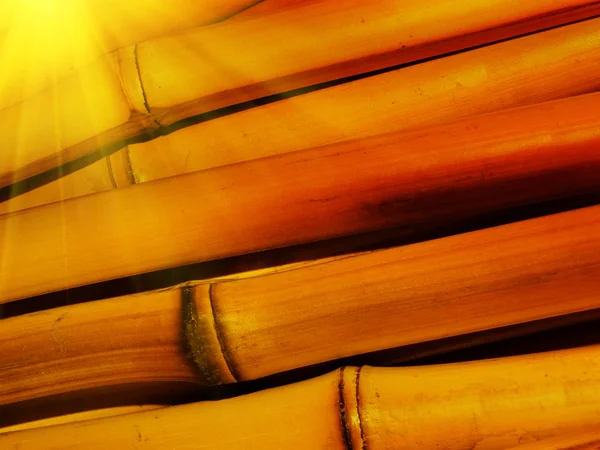 Bambu seco — Fotografia de Stock