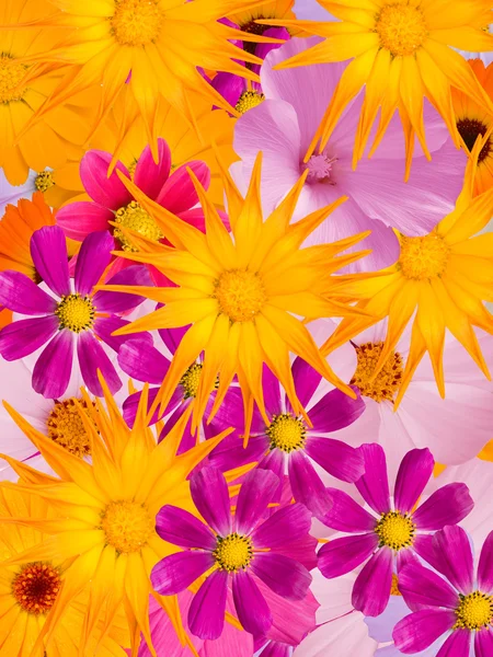 Flowers decorative — Stock Photo, Image