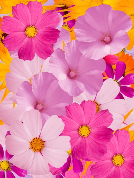 Dekorativa blommor — Stockfoto