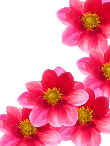 Flowers pink petals — Stock Photo, Image