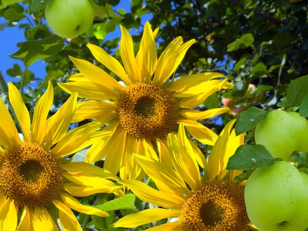 Apples and sunflowers — Stock Photo, Image