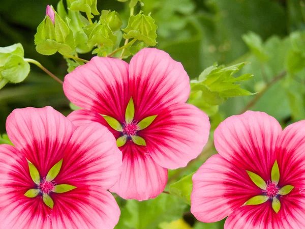 Virág a kertből — Stock Fotó