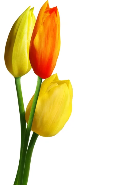 Bunga tulip — Stok Foto