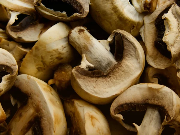 Mushrooms crude fresh — Stock Photo, Image