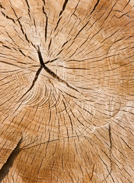Вырубка дерева — стоковое фото