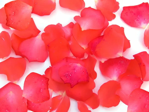 Rose petals flower — Stock Photo, Image
