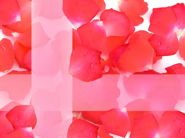 Rose petals flower — Stock Photo, Image