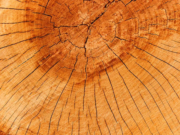 Az öreg Tölgy fa — Stock Fotó