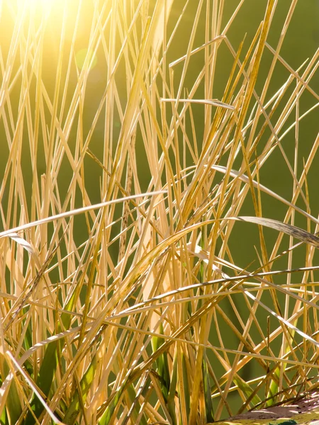 Łodyg suchej trawy — Zdjęcie stockowe