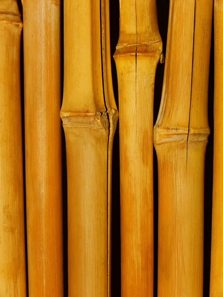 Baumstamm-Bambus — Stockfoto