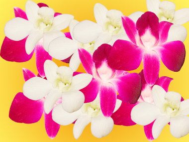 Orchid flowers clipart