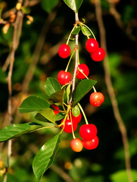 Cherry berries in a garden — Stock Photo, Image