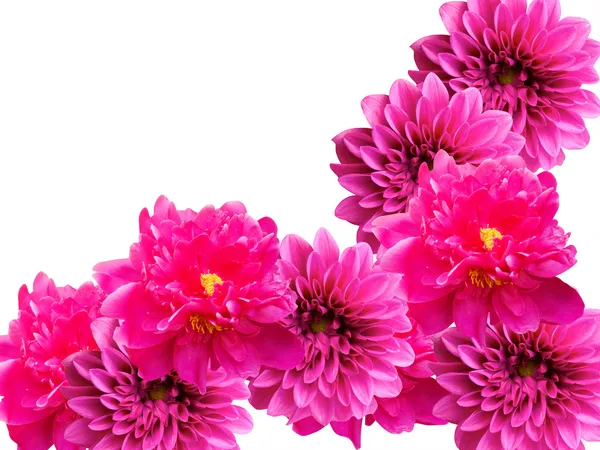 Цветы пионы и георгины — стоковое фото