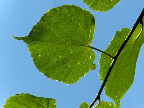 Лист дерева липа — стоковое фото