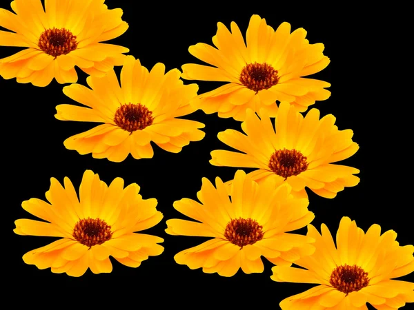 Camomile flowers — Stock Photo, Image
