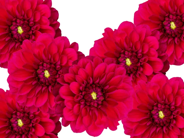Цветы георгины крупным планом — стоковое фото