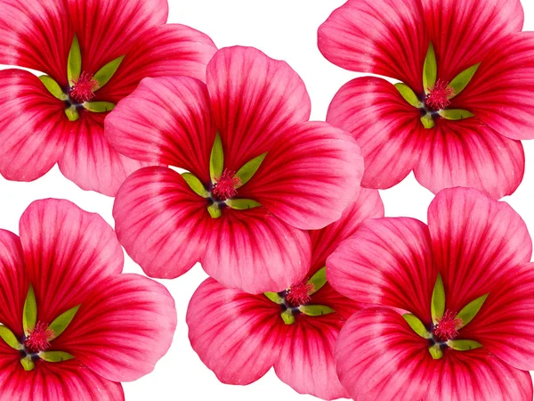 Λουλούδια με πέταλα κόκκινο — Φωτογραφία Αρχείου