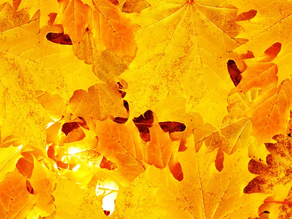 Hojas otoño en madera — Foto de Stock