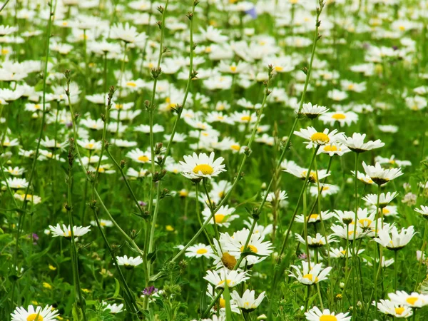 Camomile flowers — Stock Photo, Image